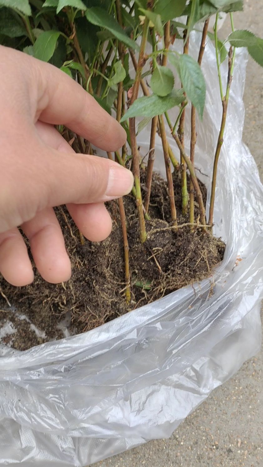 大樱桃砧木苗k5,根系带有基质土,成活率高-度小视
