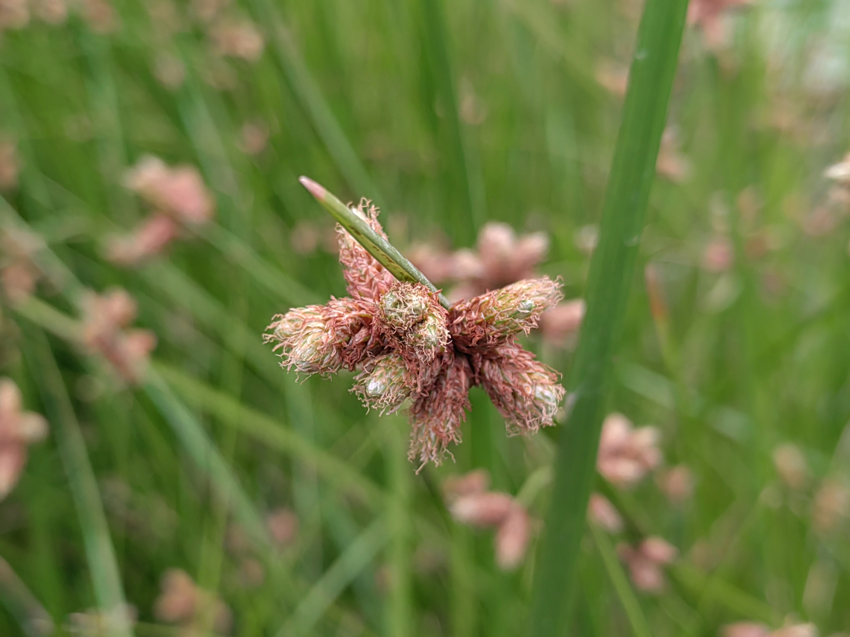 有些地方拿三棱水葱的杆当绳子用,不知道你是否有用过.