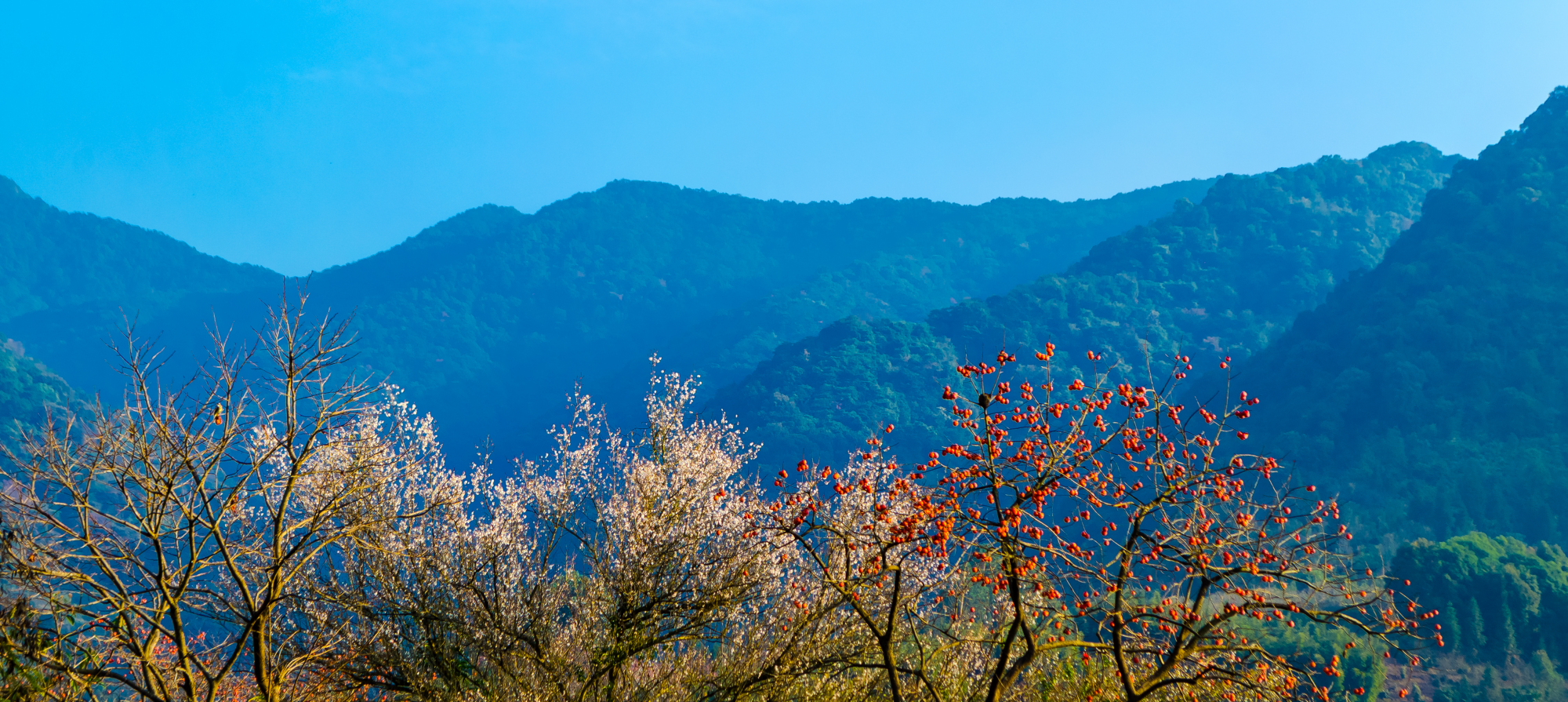 广州下雪了,桂峰山柿梅相映美如仙境