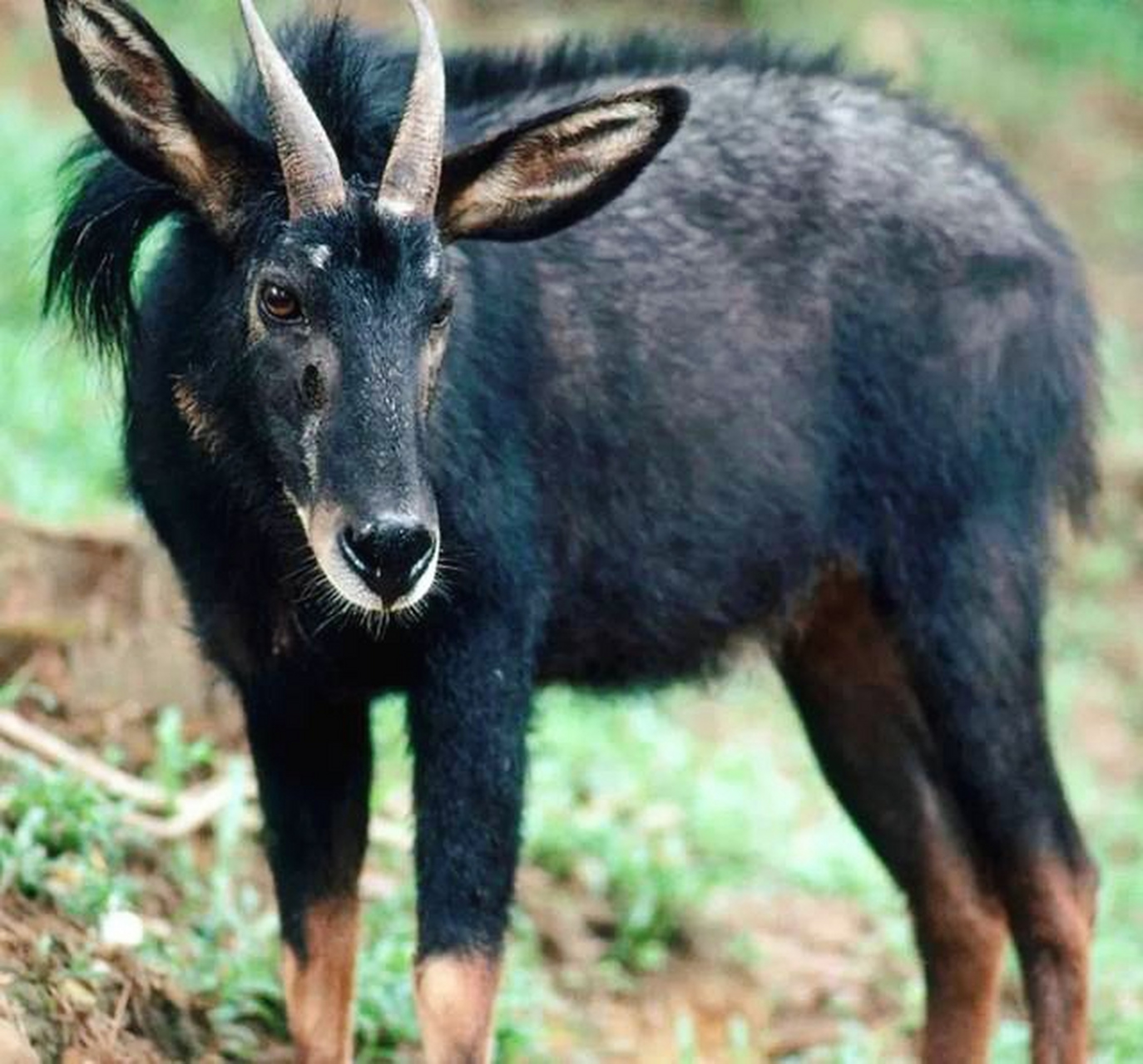 中华鬣羚是一种神秘而又美丽的动物,它们生活在中国广袤的山区和丘陵