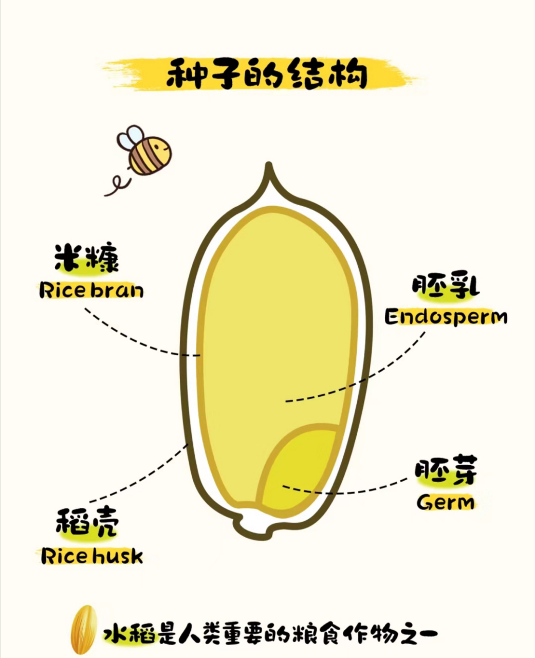 春耕正忙给小朋友们准备的水稻生长图鉴 春天既是赏