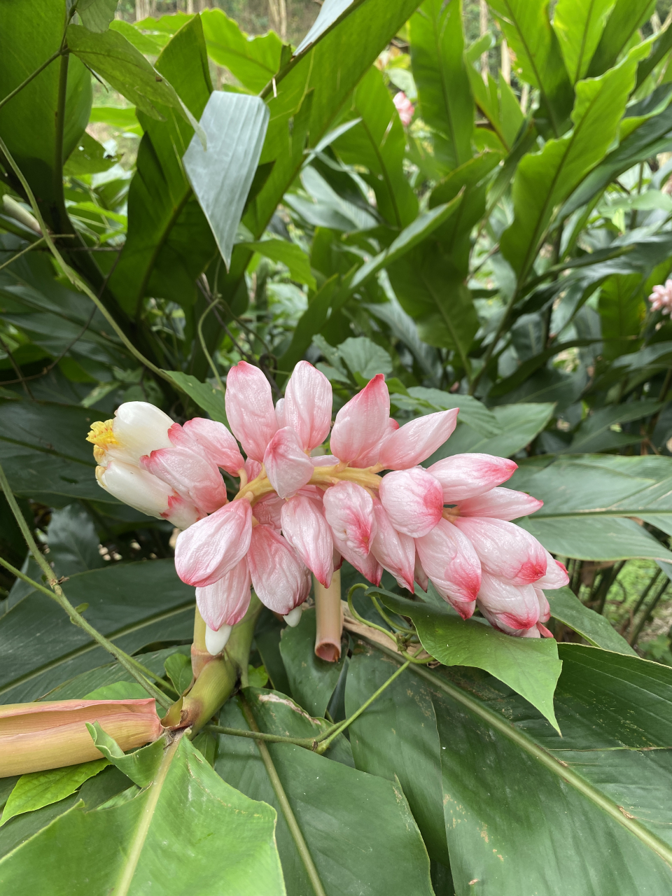海南山姜,粉红色和乳白色两种,各有千秋,自然分化的结果,都很美!