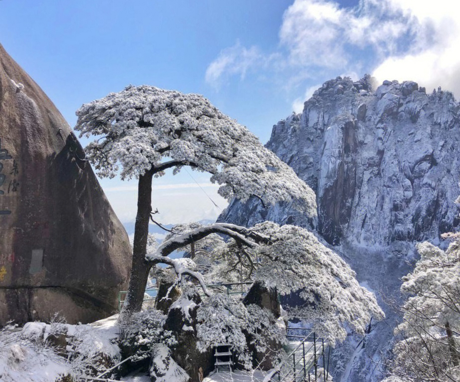 雪山青松的图片大全图片