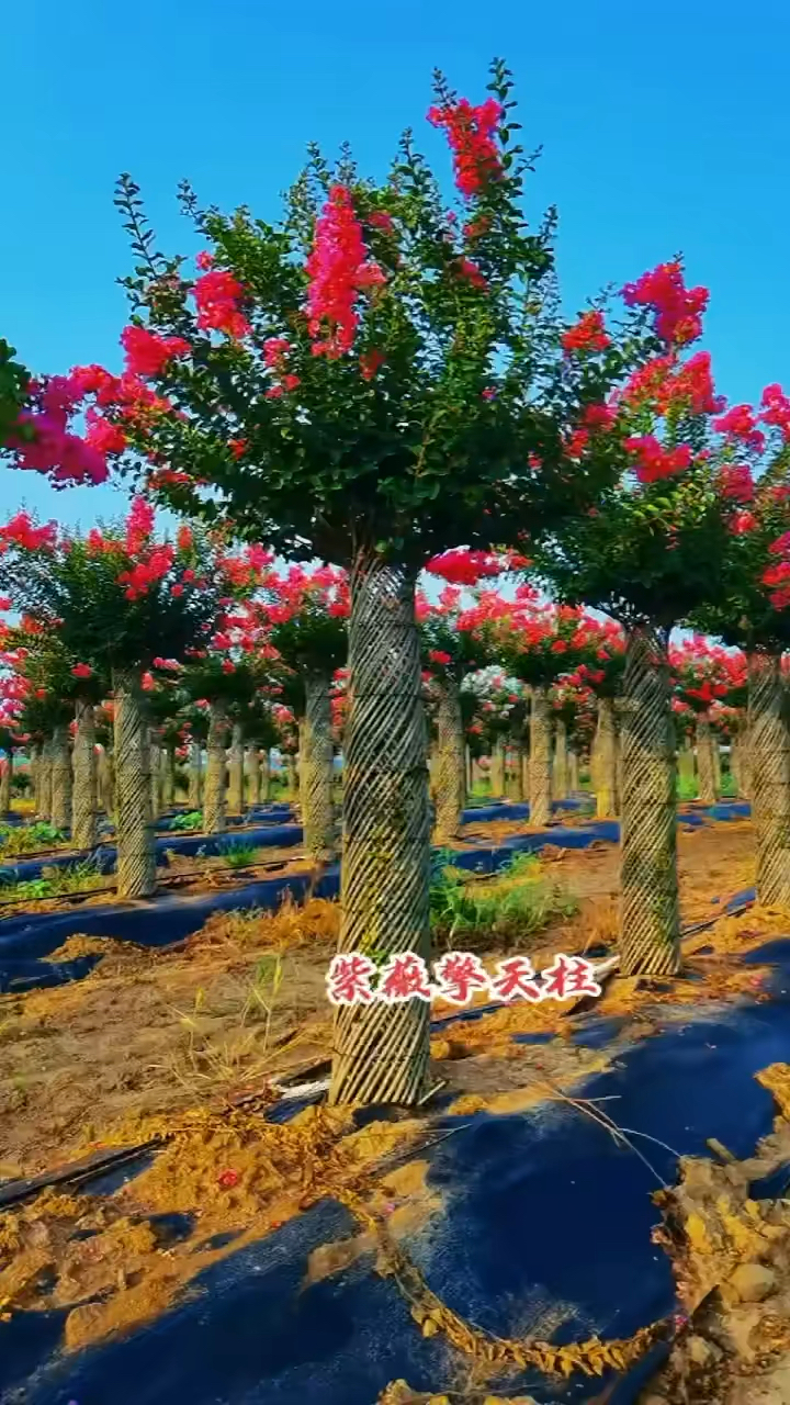开花120天左右的紫薇擎天柱,大气十足,-度小视