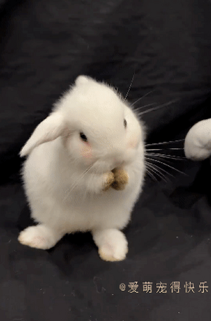 小兔兔洗脸,这也太可爱了吧!