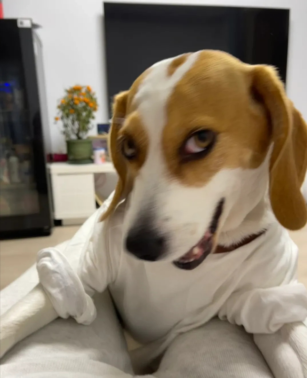 从未见过如此妖艳的狗子[笑哭] #搞笑萌宠