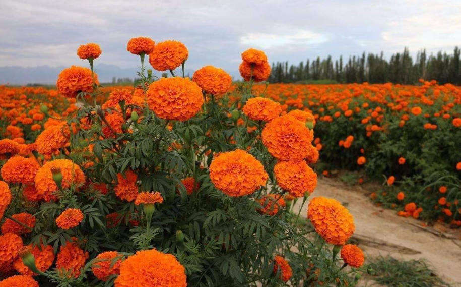 万寿菊花大色艳