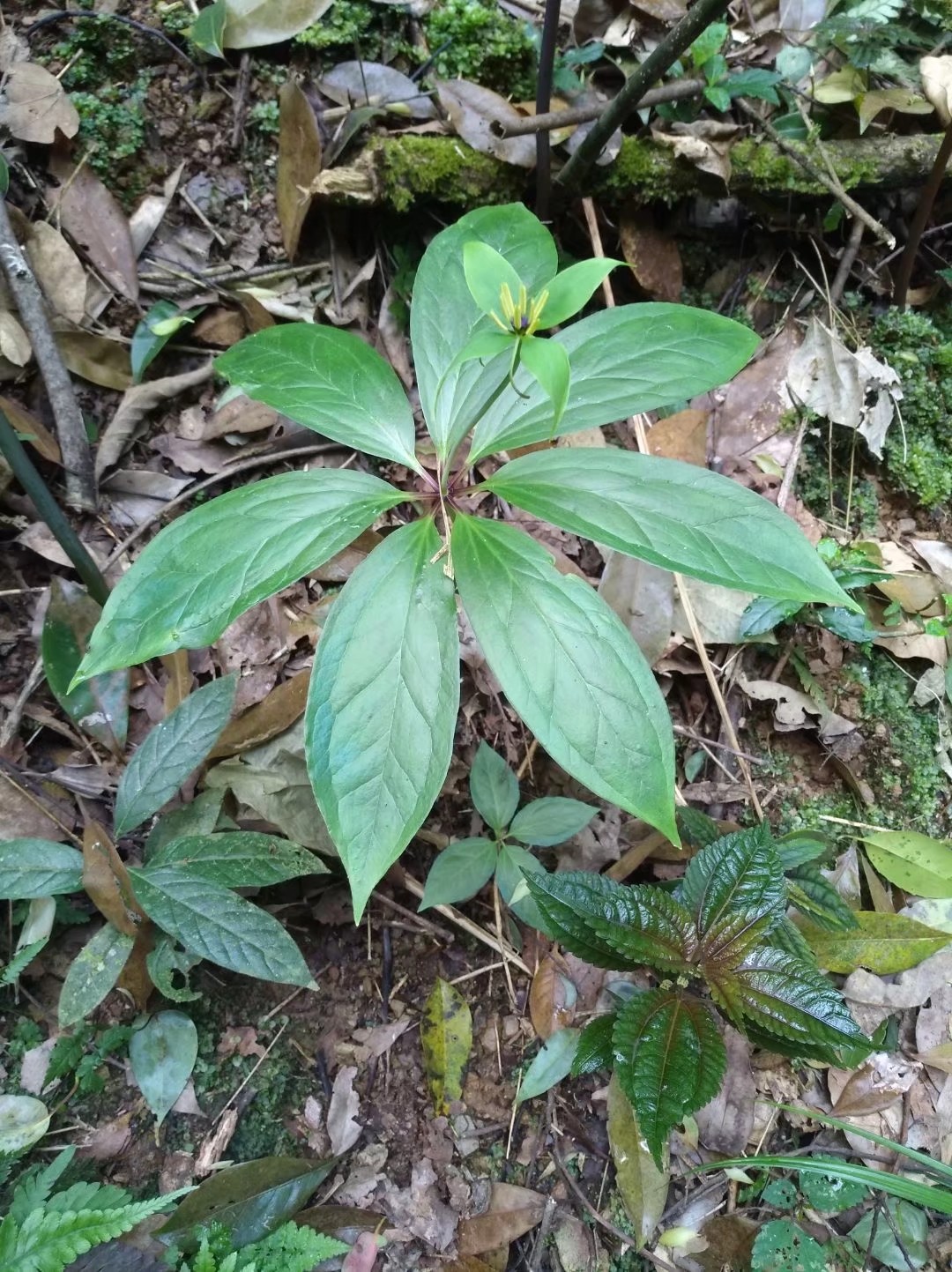 野生重楼,又叫七叶一枝花,根茎部可以药用,也有观赏价值