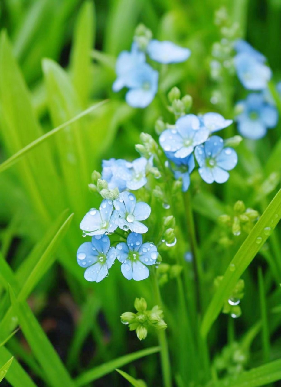 真的好喜欢勿忘草,蓝色的小花清新淡雅,如小家碧玉般清纯可爱,小巧