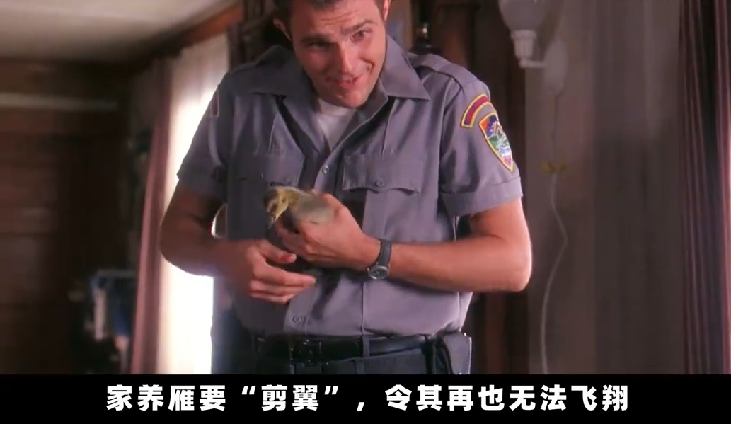 爸爸用一群鸟治愈女儿的心,豆瓣《伴你高飞》评分8.