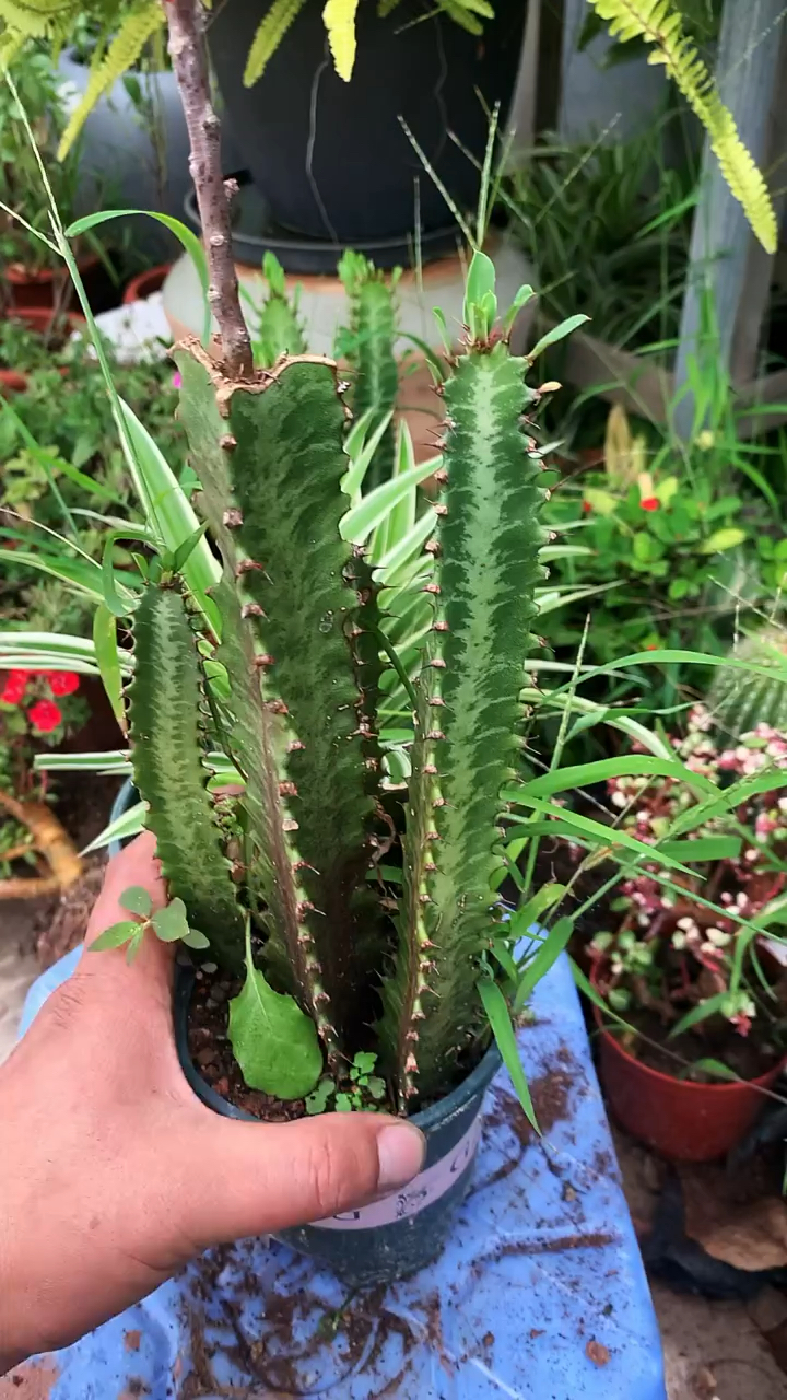 龙骨嫁接虎刺梅