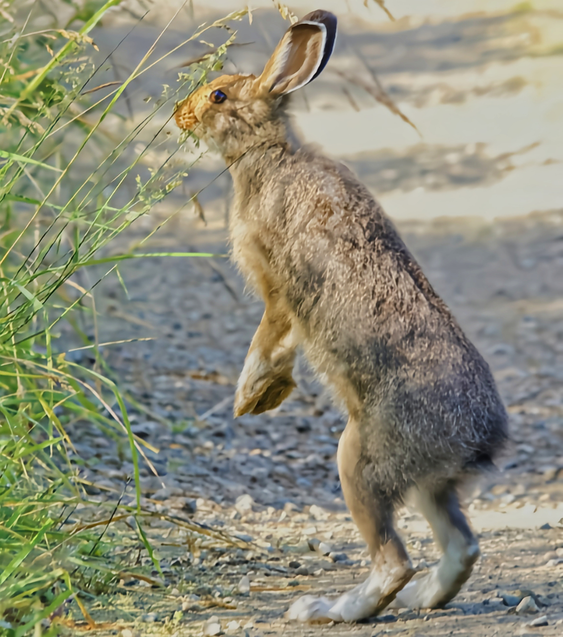 每天认识一种动物——白靴兔 白靴兔别名雪鞋兔,原产于北美洲加拿大