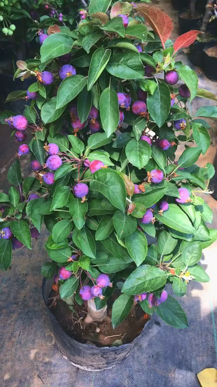 贵人果海棠花盆景 家有海棠 喜气洋洋 家有海棠 富贵满堂-度小视