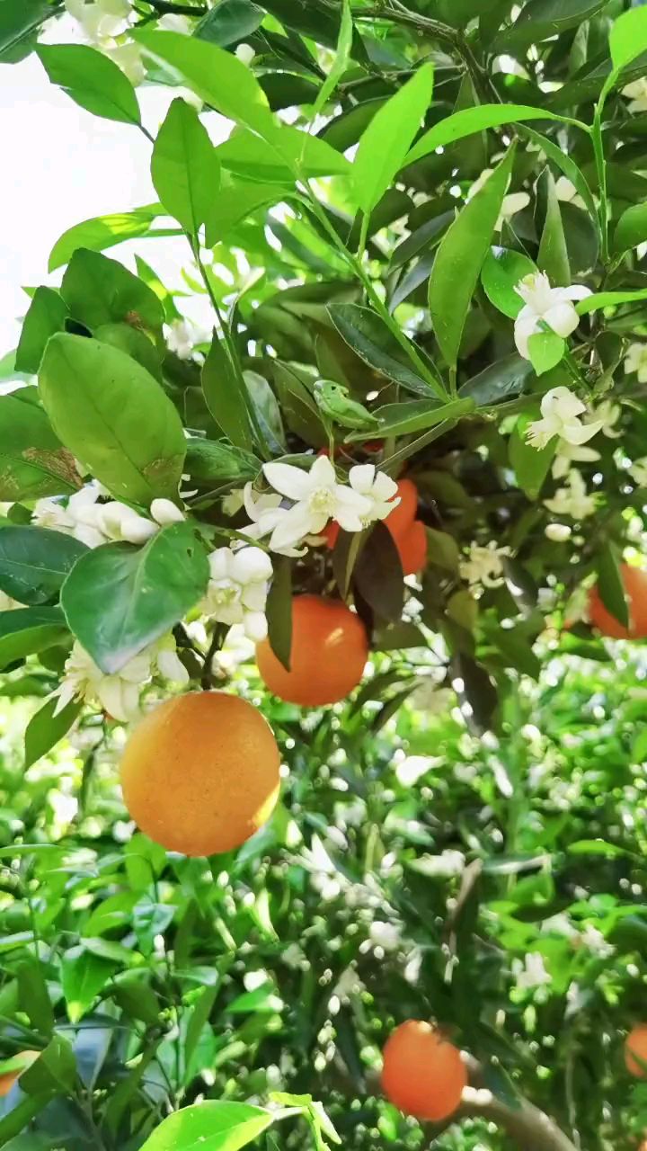 看,春橙伦晚花果同枝!
