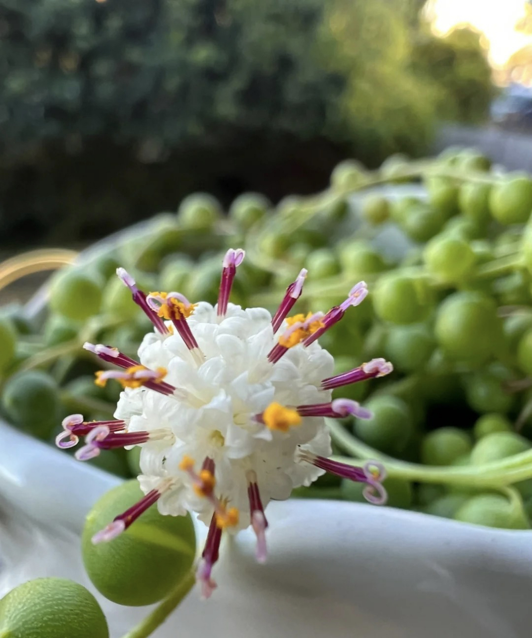 佛珠开花,怎么感觉很像新冠病毒04