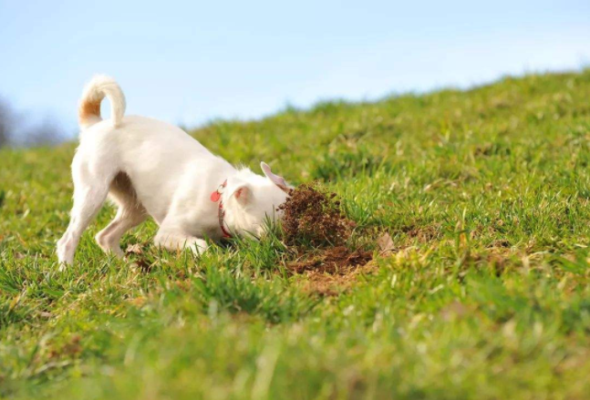 狗狗总是不停地刨地是怎么回事呢?