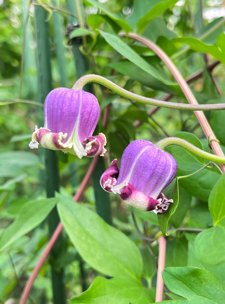 这个开花像铃铛的植物居然是铁线莲?