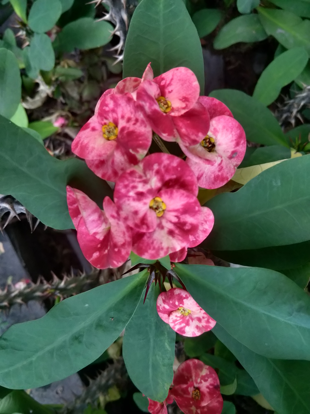 铁海棠又名虎刺梅,一种蔓生灌木植物,日常养护注意什么?