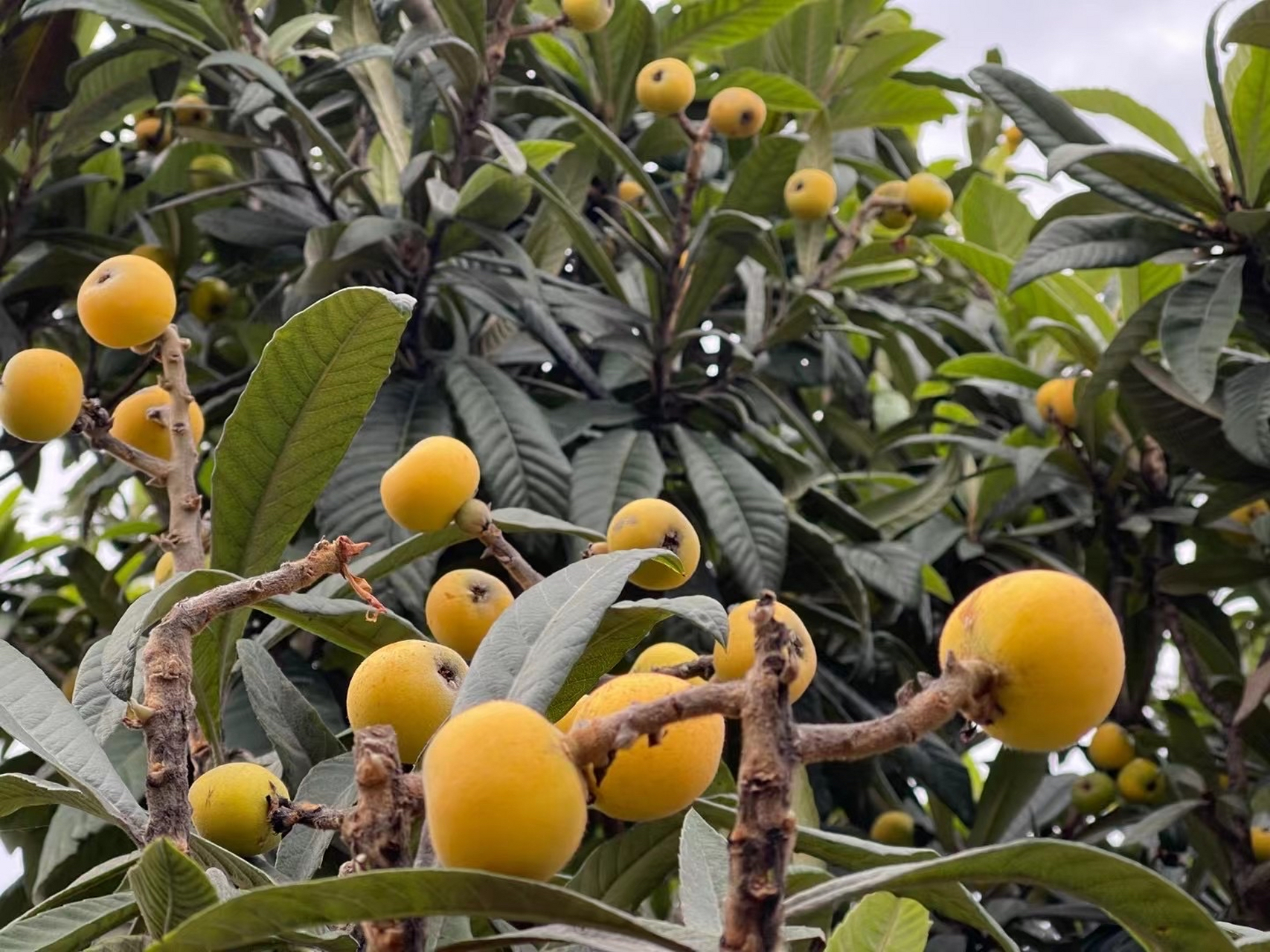 苏州#   东山的白玉枇杷成熟了,已经陆陆续续上市,但是价格上,逼痧