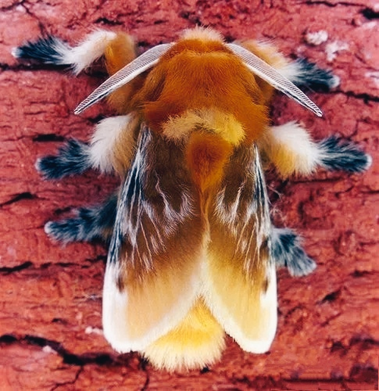 图片来自网络 图一南部法兰绒蛾成虫 图二图