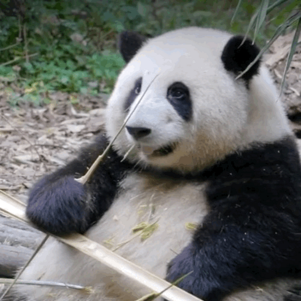 熊猫花花# 据夜之谜猫,来一波熊猫花花的表情包[滑稽]就问有没有可爱