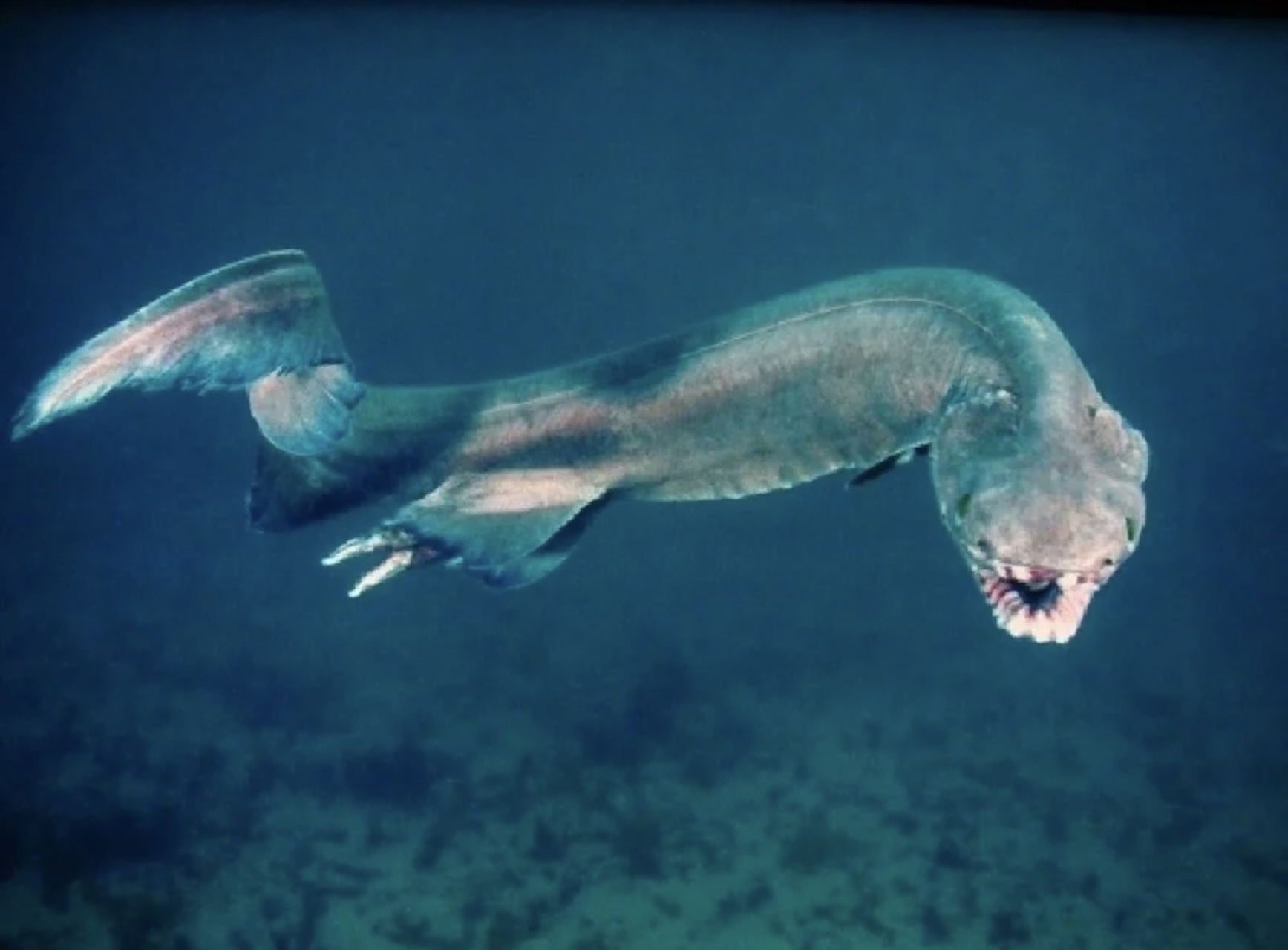 有25排,300多棵牙齿的皱鳃鲨.