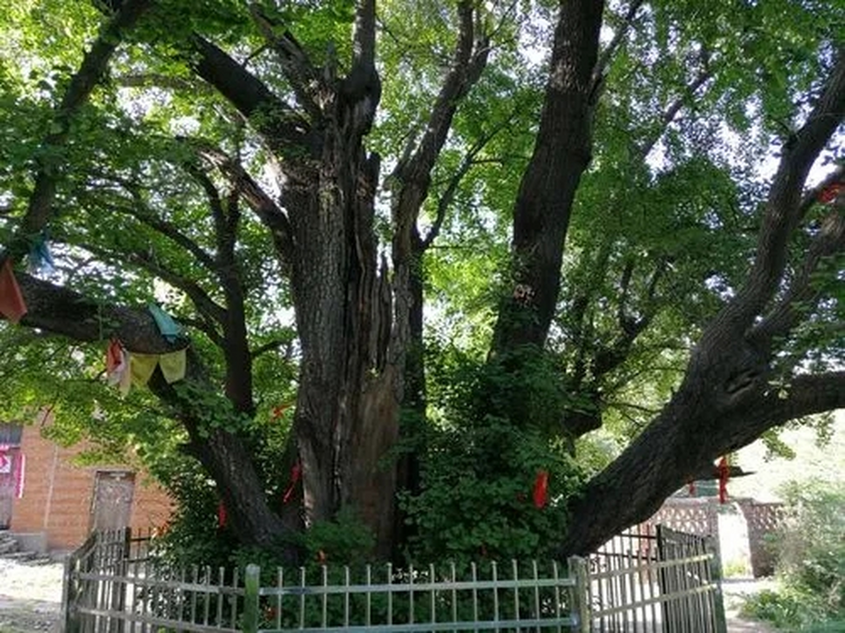 确山北泉寺银杏树图片