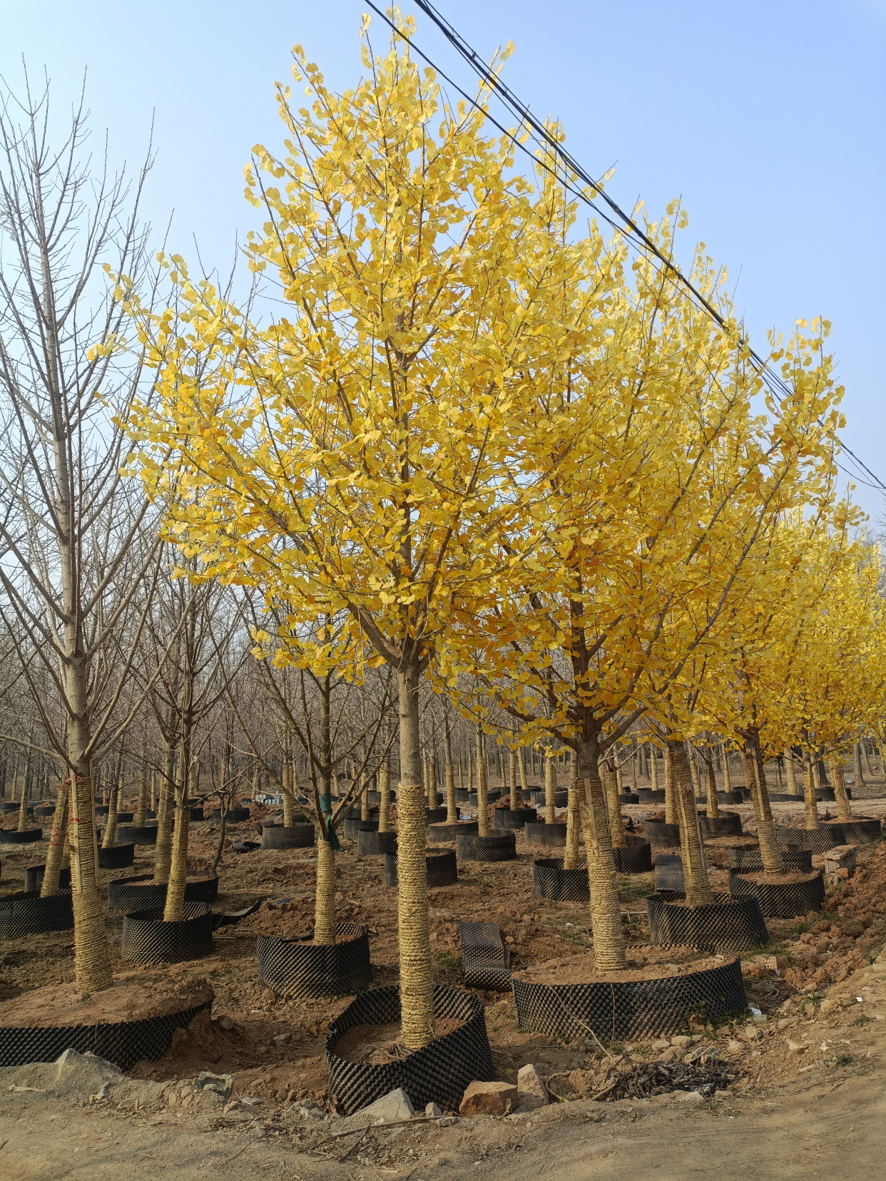 银杏树价格-指树挖树-自家苗圃