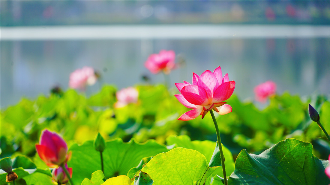 夏天雨后的荷花,楚楚动人