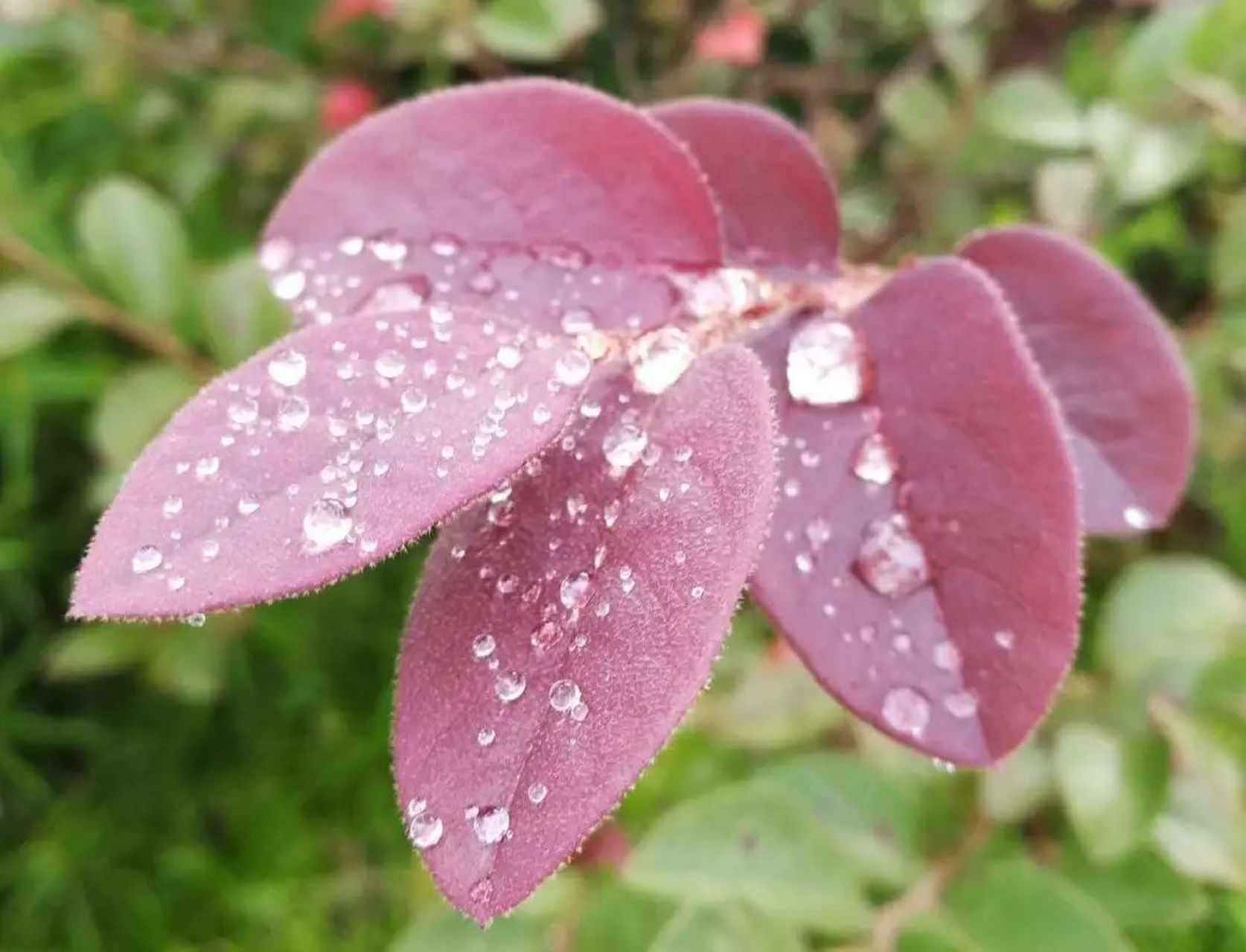 露珠晶莹剔透  远望凝是满目霜  仲秋天渐凉  朋友记得防感冒  及时