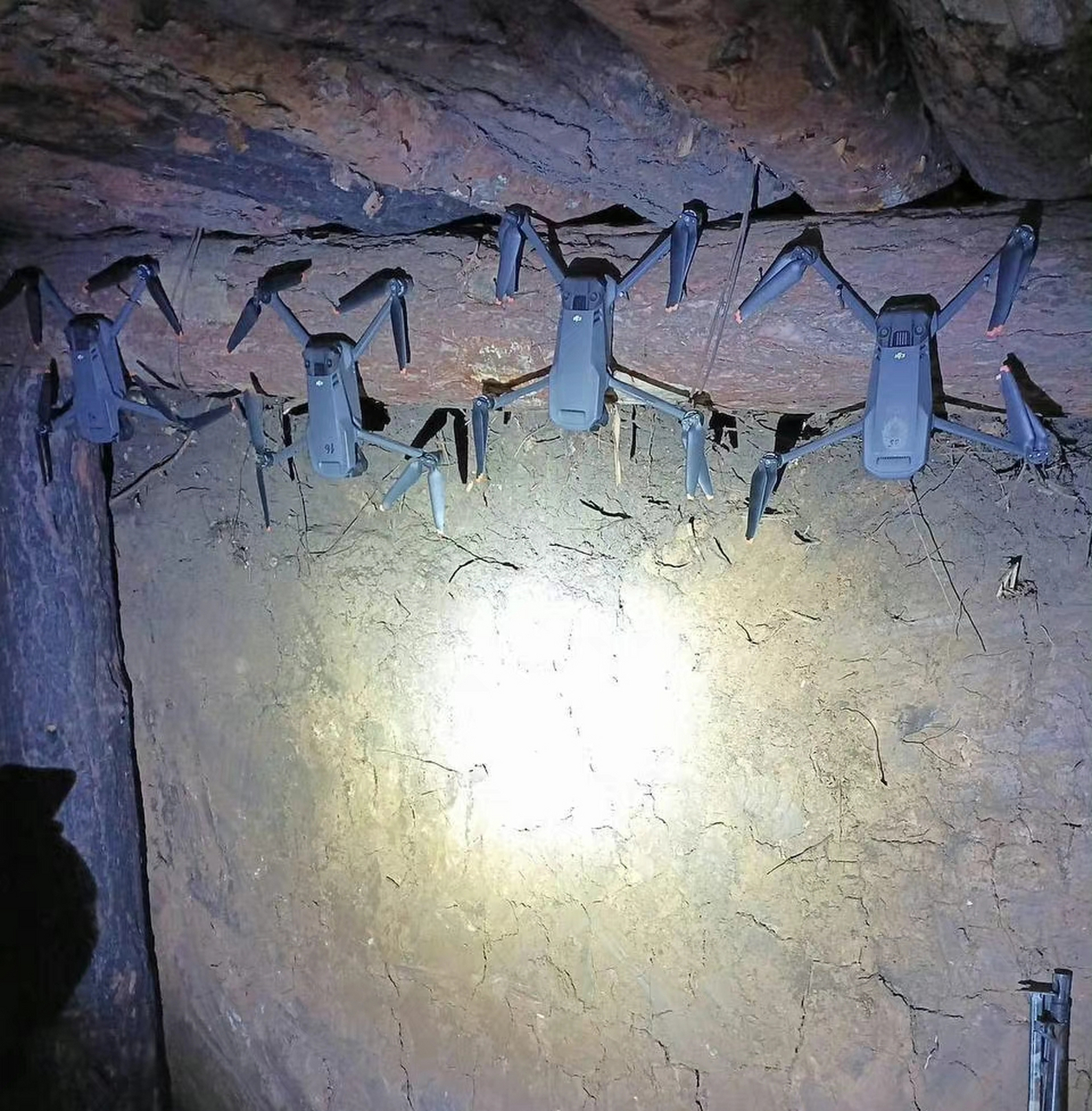 这是什么"蝙蝠"?它们集体在巢穴内休息的场景好恐怖!