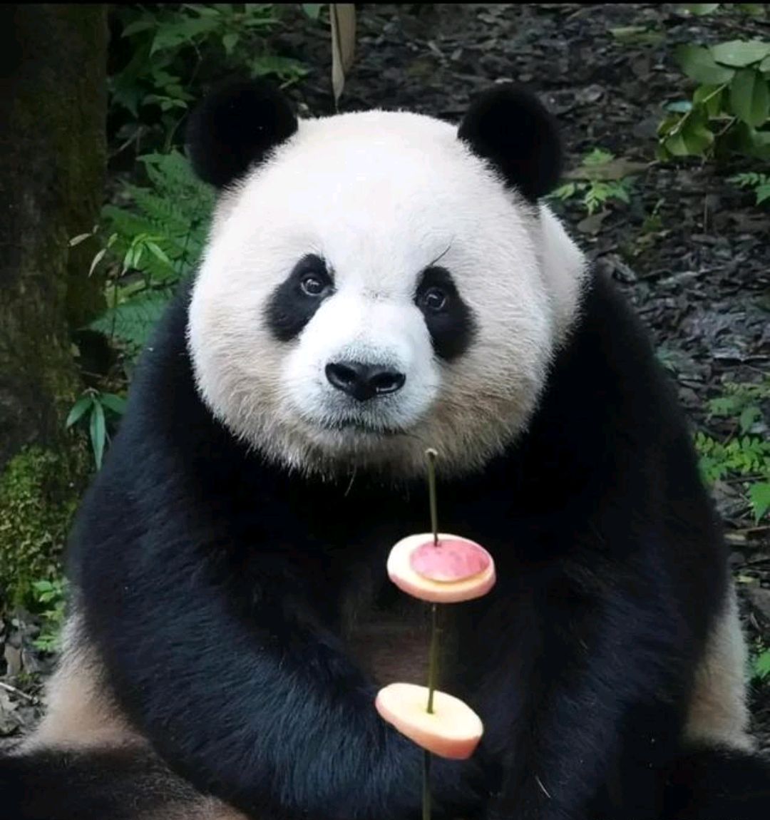大熊猫晴晴的故事图片