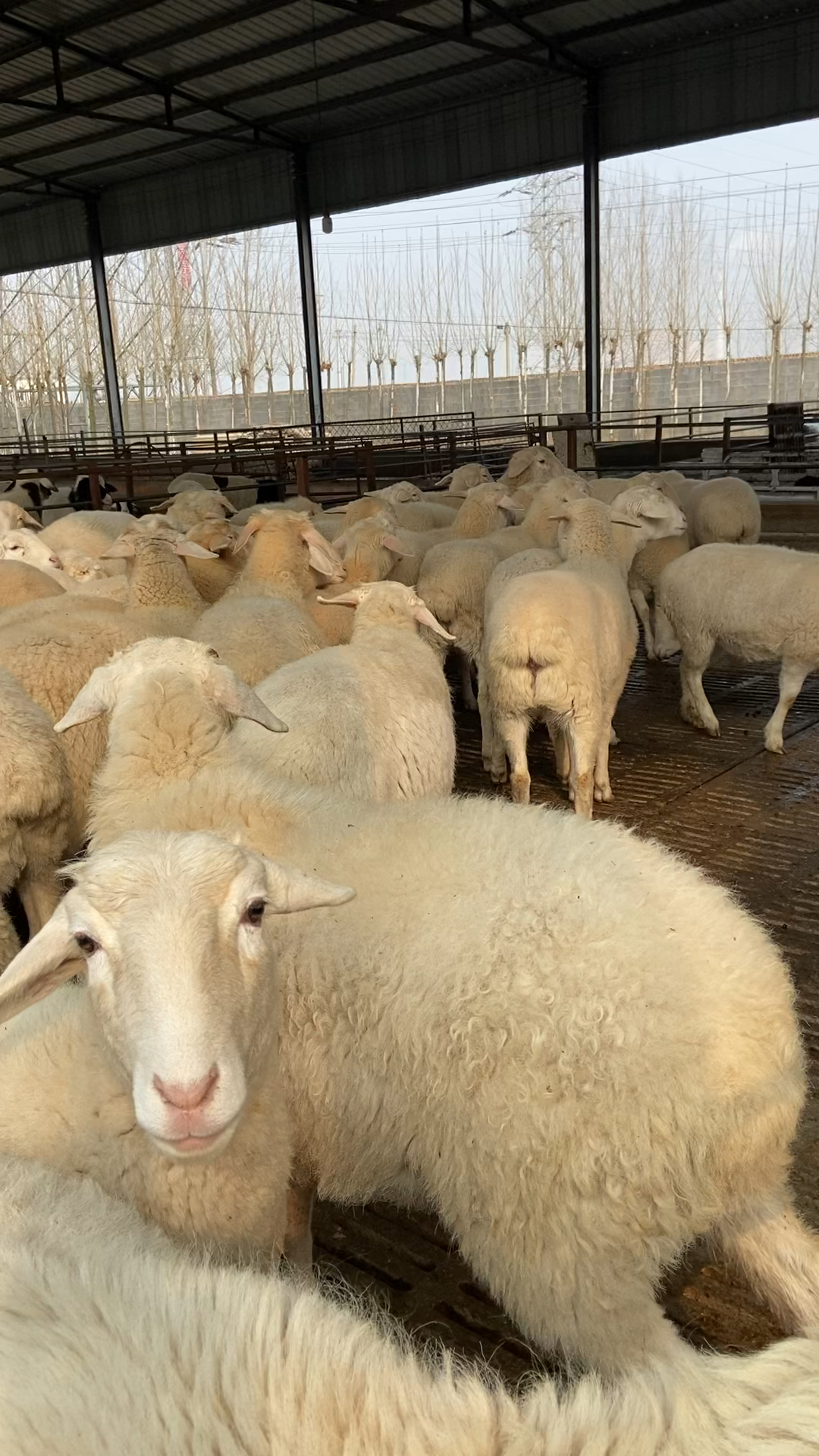 我想养殖绵羊,澳洲白绵羊一胎下几个羊羔-度小视