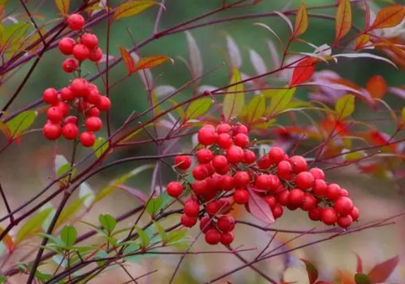红色豆豆的花叫什么