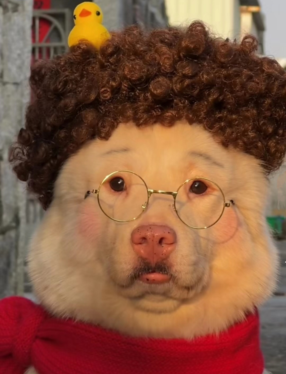 我叫皮皮狗#搞笑萌宠