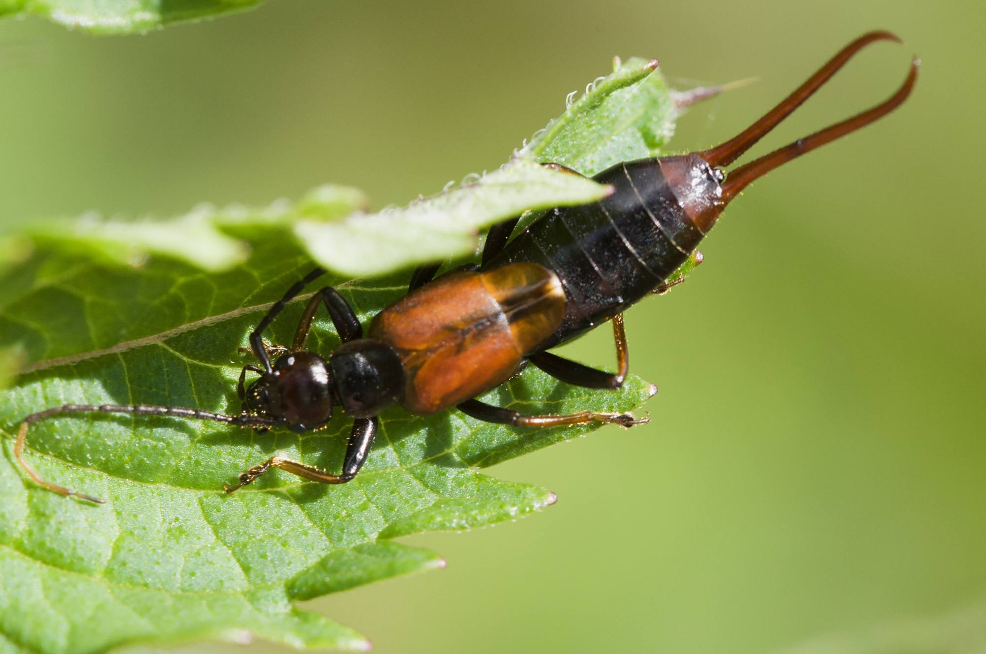 蠼螋,别名夹板虫,戏称夹鳖虫