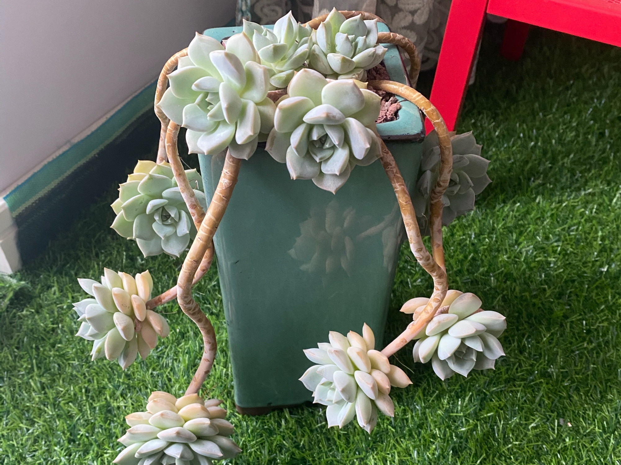 给叶插带大的老桩白牡丹换盆,过程很复杂,结果很满意,真美