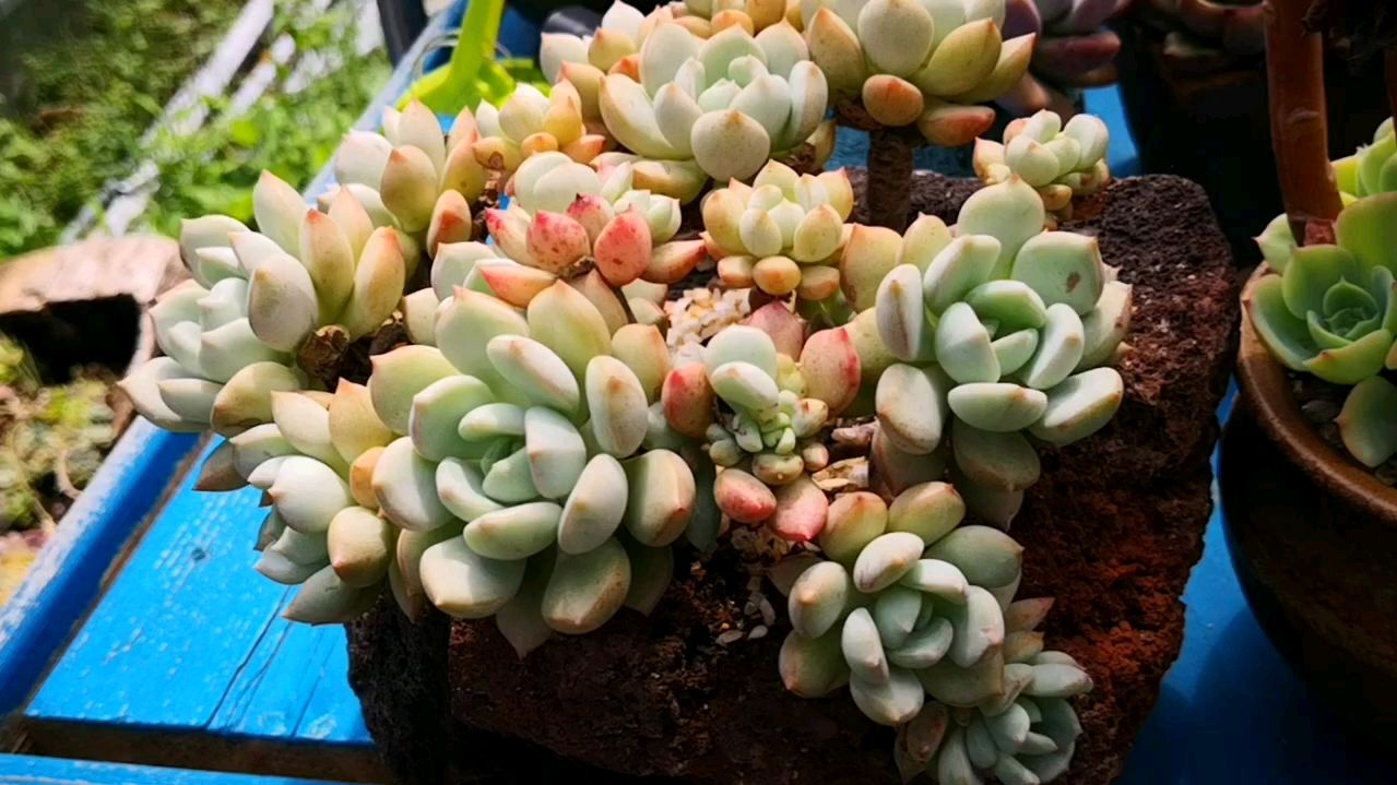 格林控养到极限状态是这样的,颜值真心杠杠的!