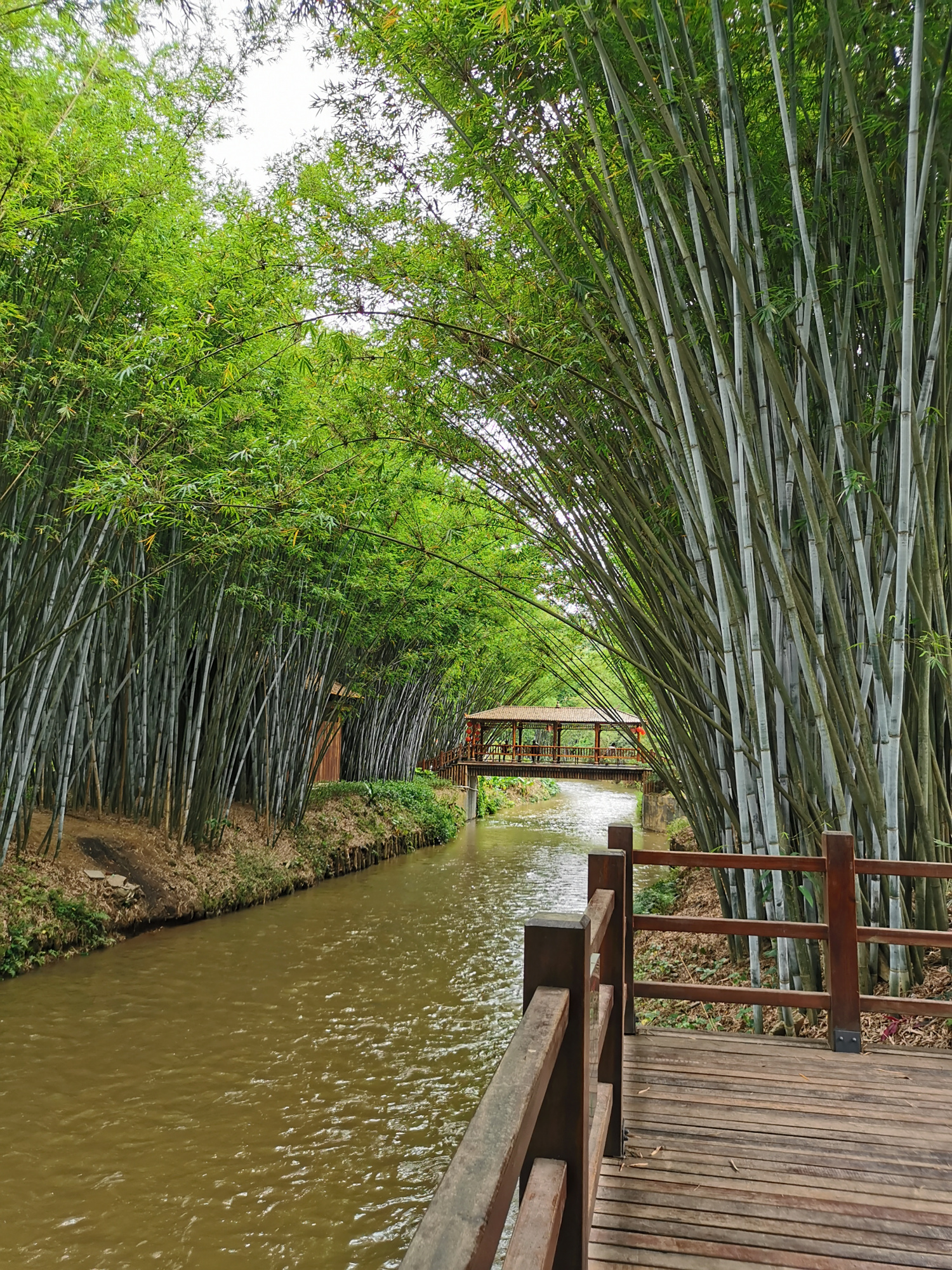 粤西小城风景之信宜旺同竹林