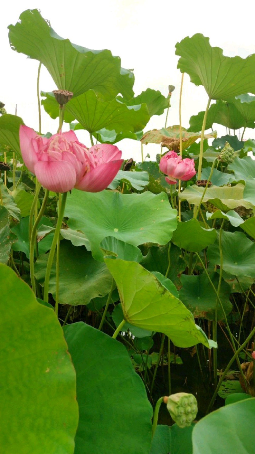 抓住夏天的尾巴东瓦窑的荷花还在开放中-度小视