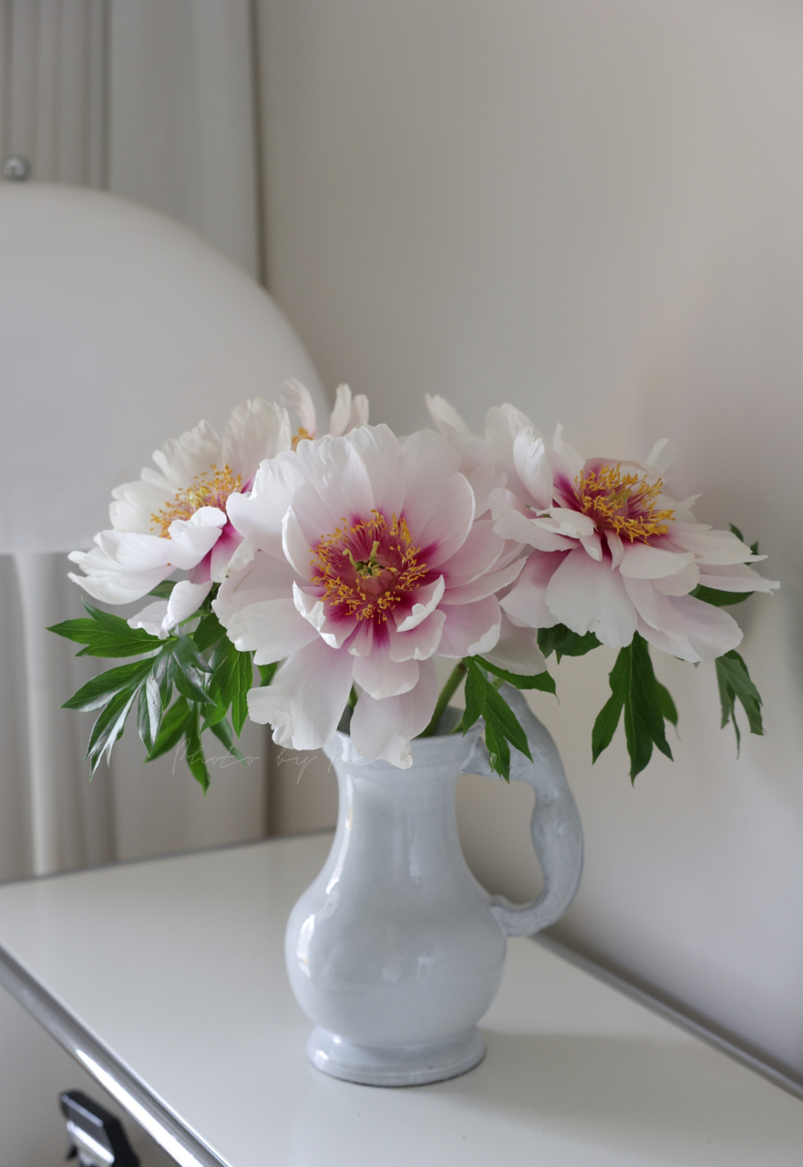 给大家来一波近期养过的鲜花美图, 希望各位有好心情!7815