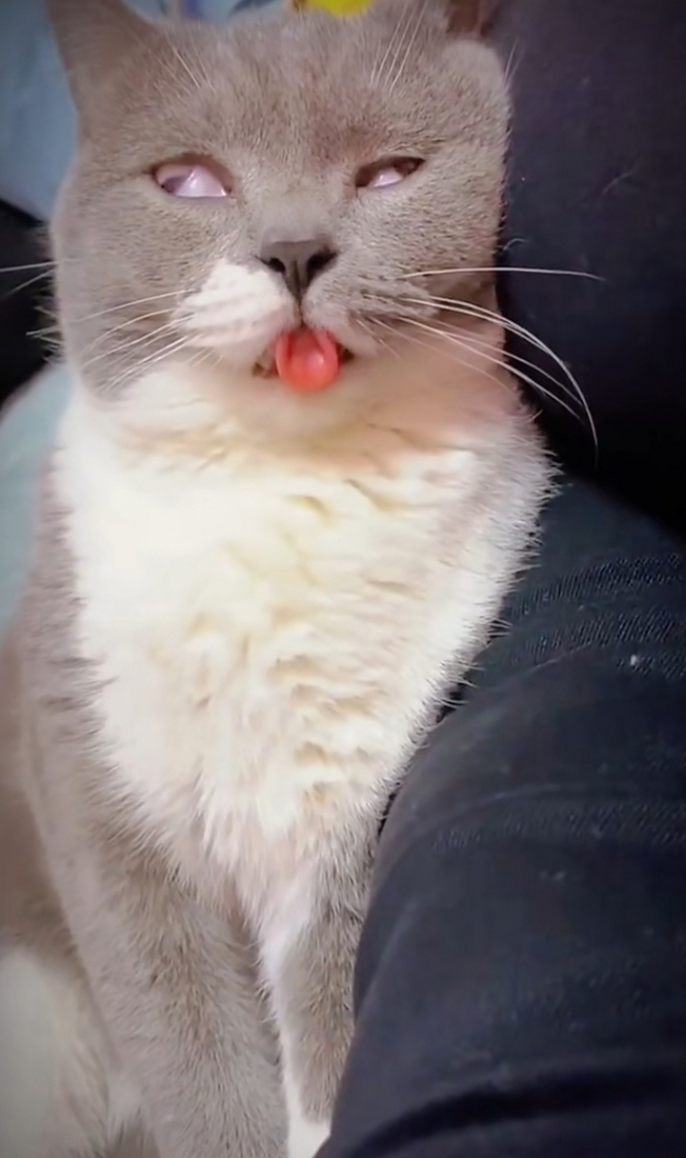 猫猫做鬼脸逗我开心