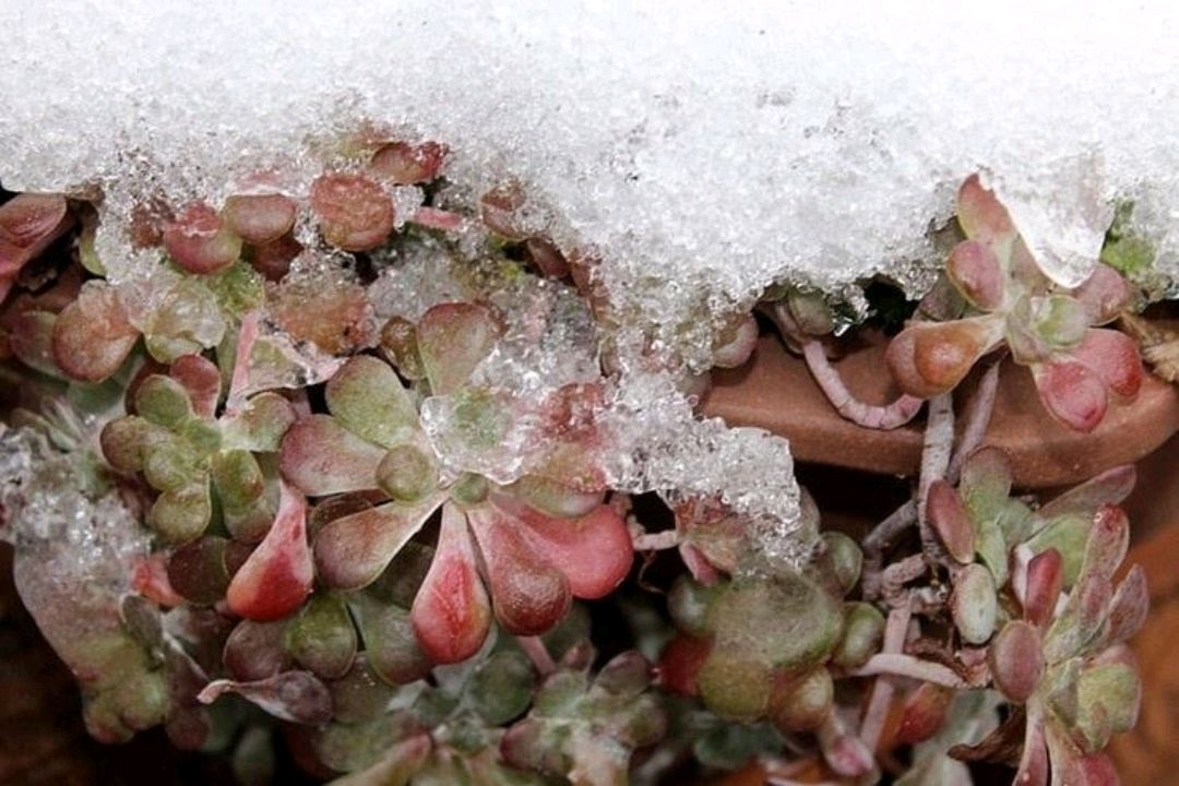 多肉植物焦叶最常见的3种形态,每种都与生长习性有关