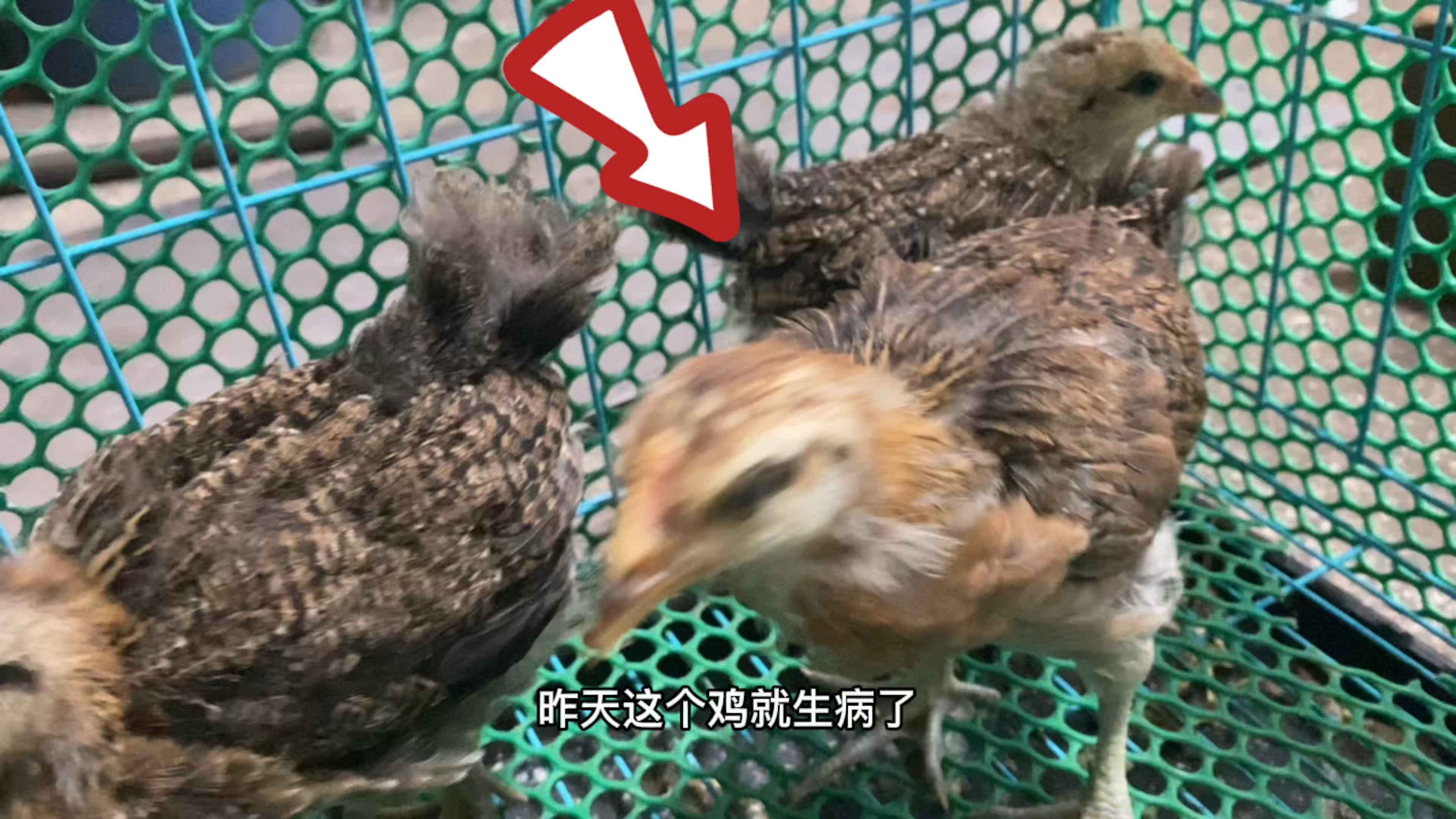 不知是否正品的茶花鸡?