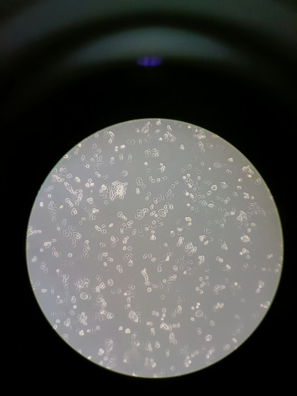 显微镜各种细胞的图片图片