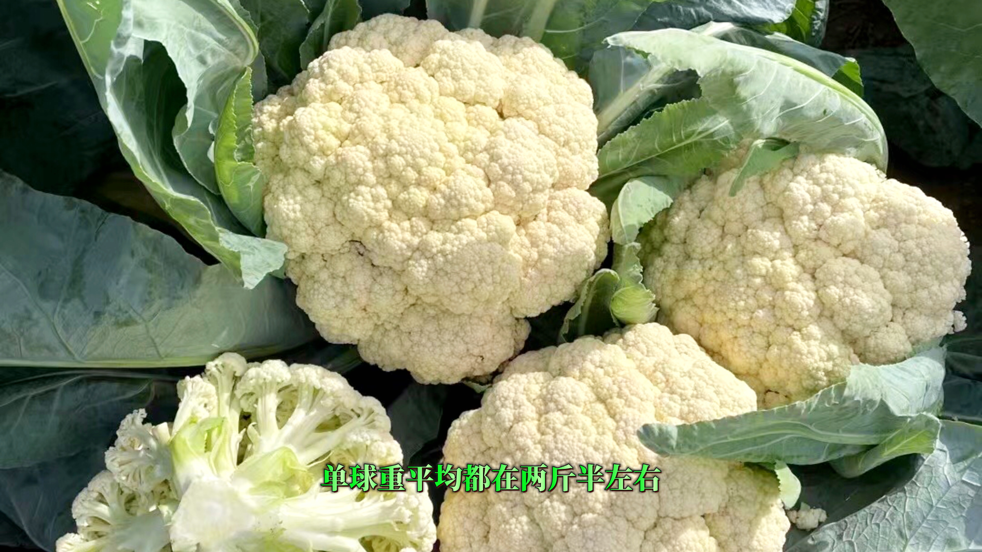 预视讲艺|越夏茬耐热松花菜种植品种推介:豫艺松花60