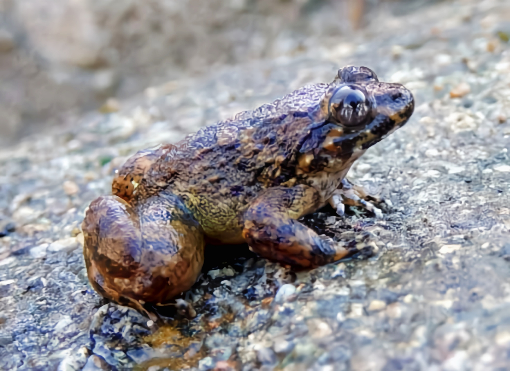 每天认识一种动物——脆皮大头蛙 近日"脆皮大学生"登上热搜,而现实