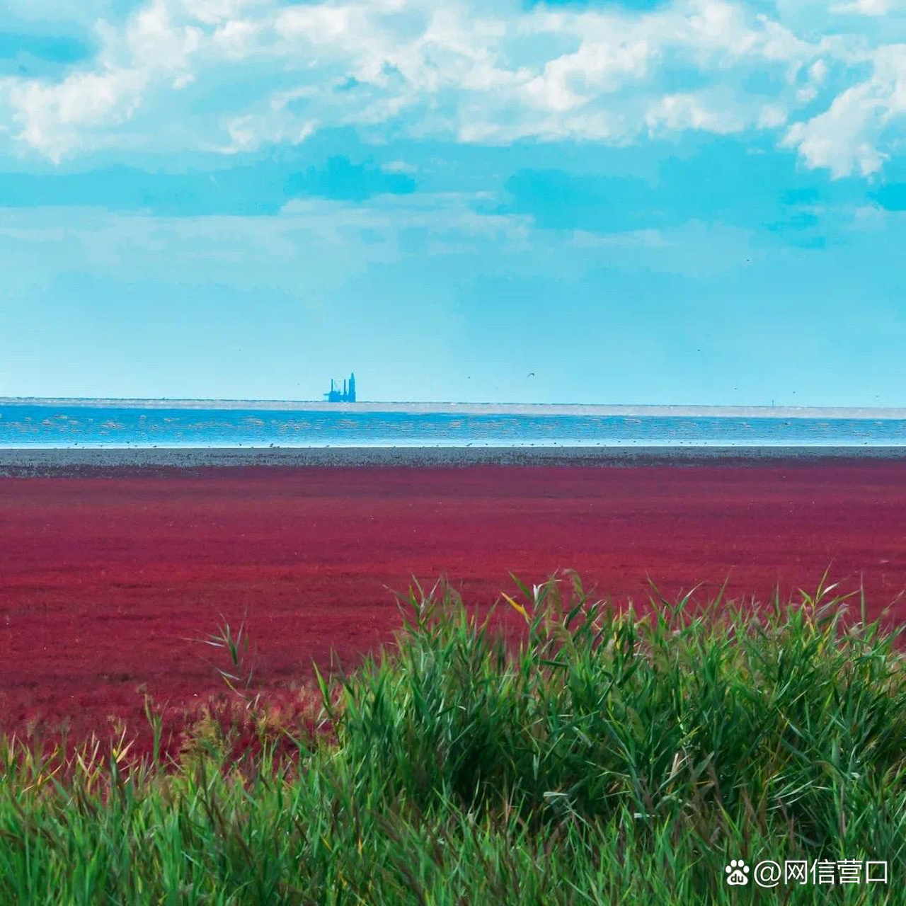 网红打卡地辽宁杠杠滴# 【营口北海红海滩】#美好辽宁欢迎您# 时代不