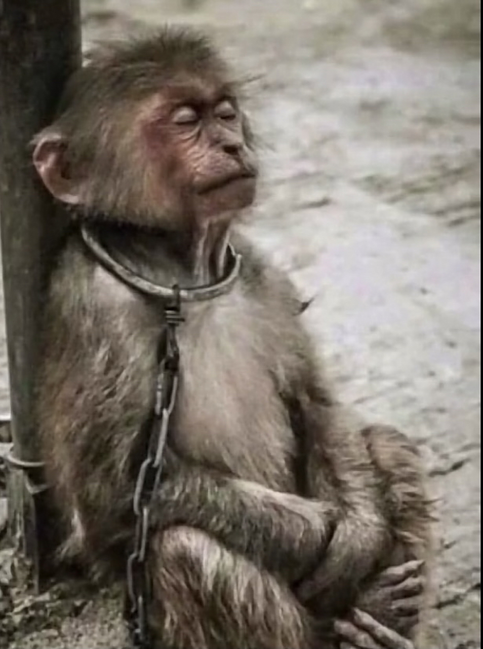 一只脖子上戴着铁链的中年猴子刚表演完,正在闭目休息!