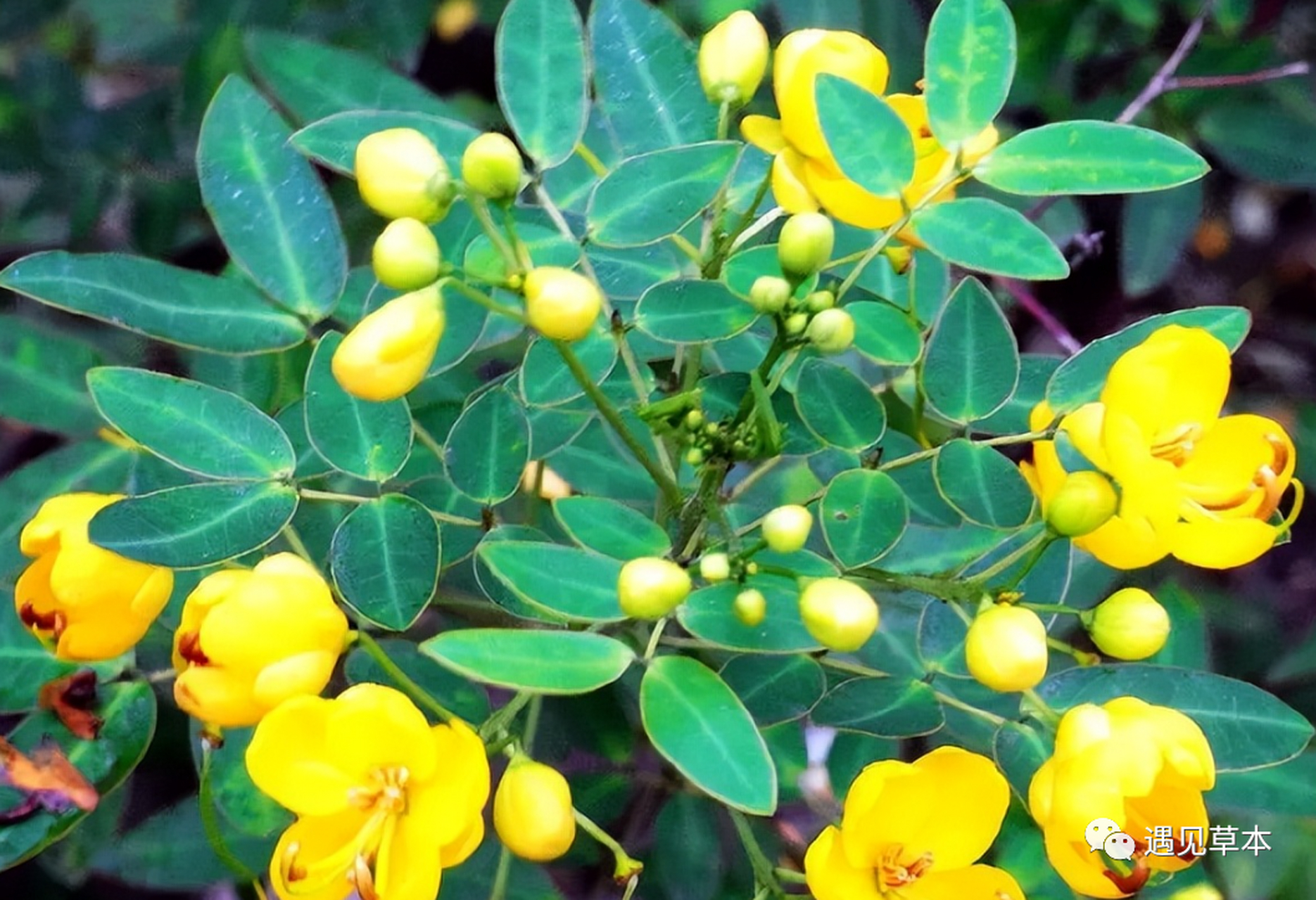 此草是"蛇灭门",能驱蛇防蛇,还有4大用途,若长在家门口别砍了!